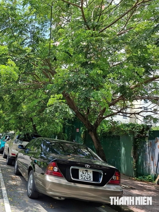Nguy cơ từ tán cây xanh lấn đường