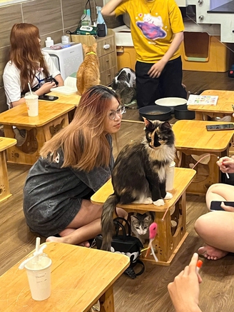 'Check in' quán cà phê cưu mang những con mèo khuyết tật