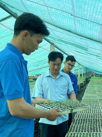 Thu nhập 300 triệu đồng/năm từ vườn ươm ớt chỉ thiên và ớt sừng vàng châu Phi