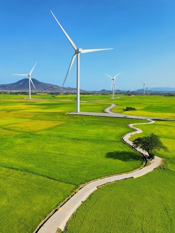 Vẻ đẹp của 'cây cô đơn' giữa cánh đồng điện gió Đầm Nại