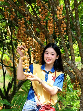 Nông dân làm du lịch từ vườn cây ăn trái, mỗi ngày đón hàng trăm khách
