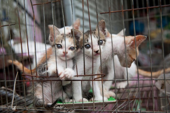 cats-holding-facility-thinh-dan-74132118-170374863126128761809.jpg