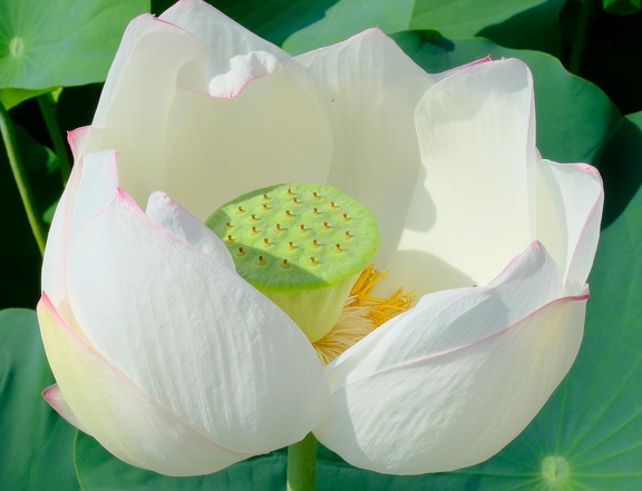 Bác sĩ nói về 10 loại thảo dược giúp tăng cường sức khỏe, đẹp da- Ảnh 2.