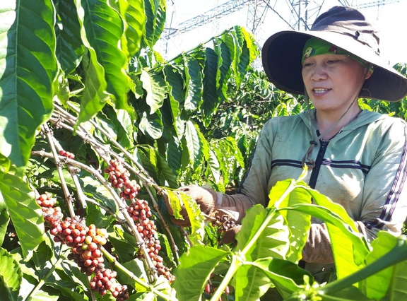 Nhức nhối hoàn thuế, kiến nghị xây dựng cơ chế hoàn tự động - Ảnh 1.