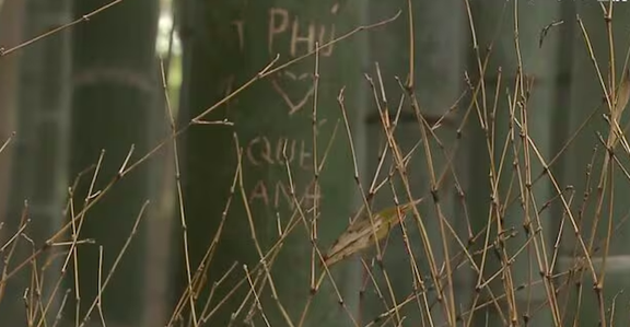 Dân mạng bức xúc trước dòng chữ tiếng Việt khắc trong rừng tre Nhật Bản

- Ảnh 2.