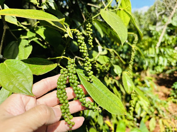 Giá tiêu tăng mạnh, xuất khẩu lập kỷ lụ…