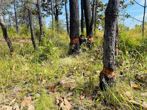 Hàng trăm cây rừng vùng biên giới bị cạo gốc... đứng chờ chết- Ảnh 2.