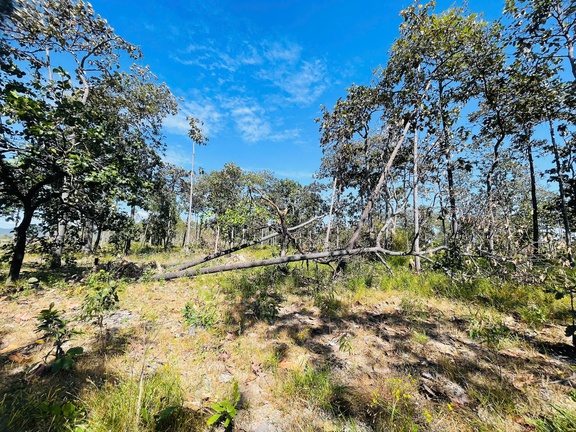 Hàng trăm cây rừng vùng biên giới bị cạo gốc... đứng chờ chết- Ảnh 4.