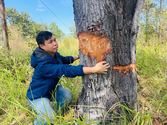 Hàng trăm cây rừng vùng biên giới bị cạo gốc... đứng chờ chết- Ảnh 5.