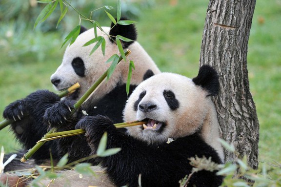 Pháp trả cặp gấu trúc về Trun…