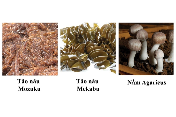 Hoạt chất Fucoidan Nhật Bản - nguồn hy …