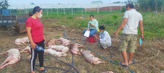 TP.HCM: Gần 4 năm chưa nhận đ…