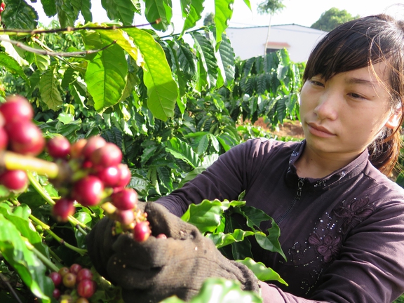Giá cà phê biến động mạnh, tu…