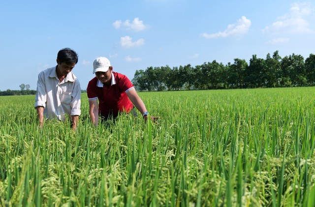 Người nông dân trao đổi tình hình chất lượng lúa