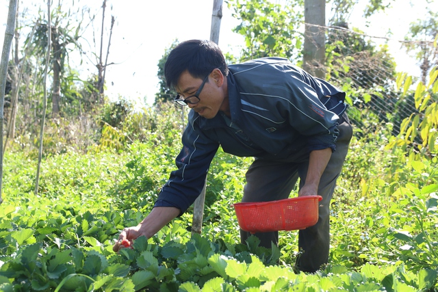 Lão nông miệt mài trồng dâu tây hữu cơ vì sợ ‘bỏ tiền mua sức khoẻ’ - Ảnh 4.