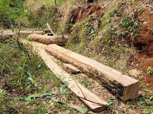 Lâm Đồng: Điều tra làm rõ các vụ phá rừng trong dịp nghỉ Tết Quý Mão - Ảnh 1.