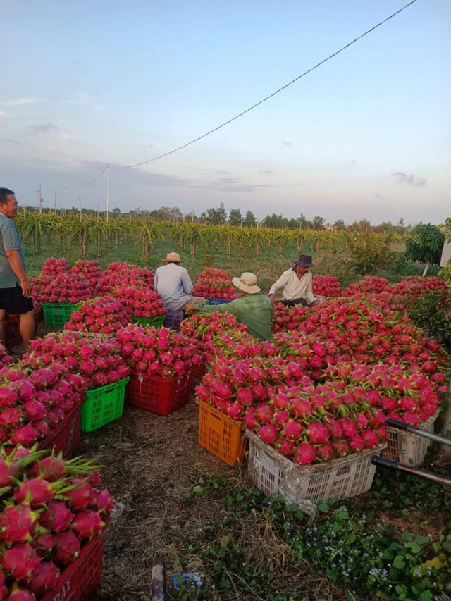 Rau mùi, húng quế, bạc hà, mùi tây thoát kiểm soát chất lượng của EU - Ảnh 1.