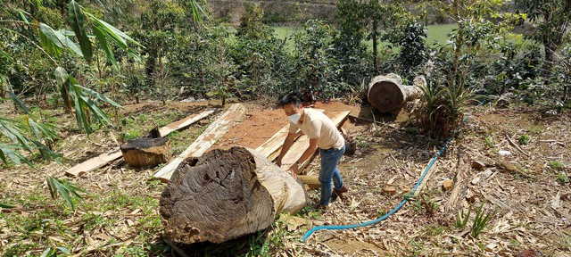 Kon Tum: Điểm tên những dự án làm mất rừng - Ảnh 1.