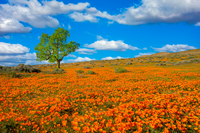 6 điều nên lưu ý cho trải nghiệm mùa hoa dã quỳ ở Mỹ - Ảnh 1.