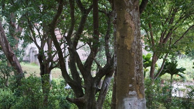 Mối đang gây hại cây xanh trong di tích quốc gia đặc biệt đền Bà Triệu - Ảnh 4.