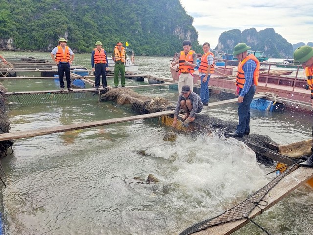 Lấn chiếm hơn 200 ha mặt nước vịnh Hạ Long để nuôi trồng thủy sản  - Ảnh 2.