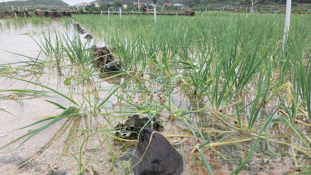 Quảng Ngãi: Hàng chục ha hành tím ở đảo Lý Sơn bị hư hại do mưa lớn  - Ảnh 5.