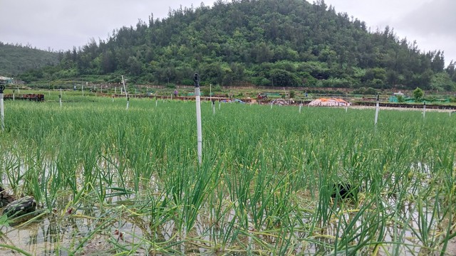 Quảng Ngãi: Hàng chục ha hành tím ở đảo Lý Sơn bị hư hại do mưa lớn  - Ảnh 6.