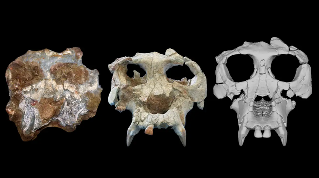 Khôi phục hộp sọ loài vượn 12 triệu năm tuổi - Ảnh 1.