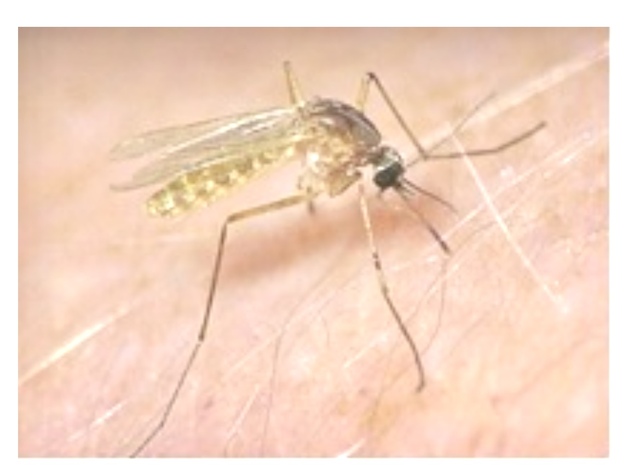 Cảnh báo về loài muỗi truyền bệnh viêm não cấp tính ở trẻ nhỏ - Ảnh 1.