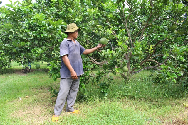 Bí thư chi bộ với mô hình nông dân sản xuất kinh doanh giỏi - Ảnh 2.