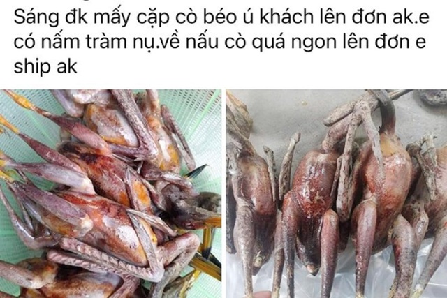 Hà Tĩnh: Nhiều người dân bị xử phạt vì rao bán chim trời trên mạng xã hội - Ảnh 1.