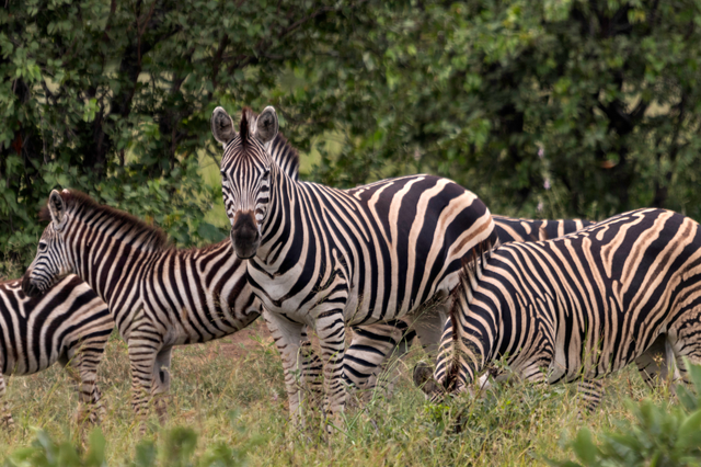 Du lịch Nam Phi: Ngắm động vật hoang dã, khám phá văn hóa bản địa đa dạng - Ảnh 1.