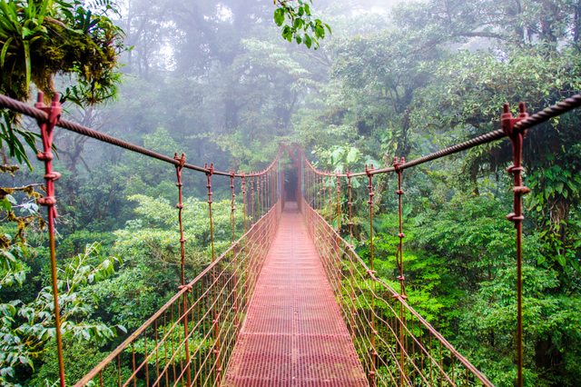 Trải nghiệm đi dây leo trên cây tại Monteverde