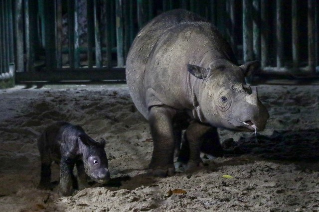 Tê giác Sumatra cực hiếm sinh con ở Indonesia - Ảnh 3.