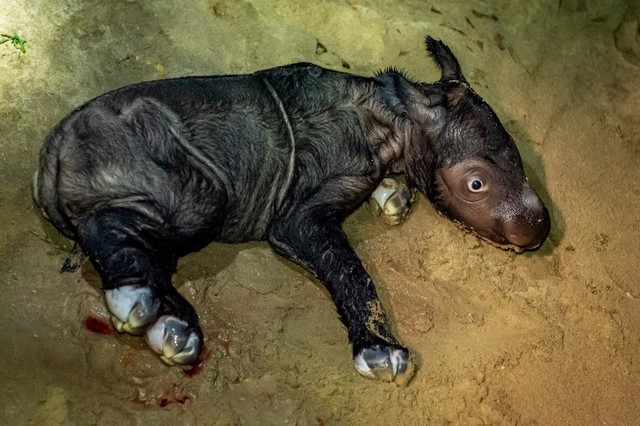 Tê giác Sumatra cực hiếm sinh con ở Indonesia - Ảnh 2.