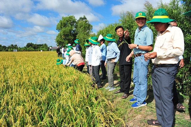 Tăng lợi nhuận nhờ trồng &quot;lúa xanh&quot; - Ảnh 1.