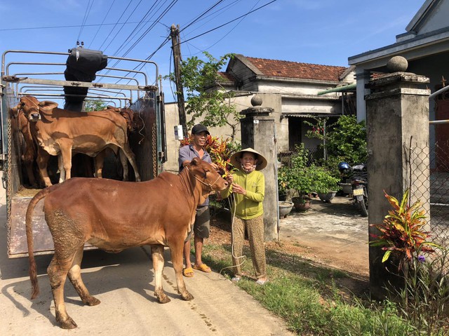 Quảng Ngãi: Trao 42 con bò sinh sản cho hộ nghèo, cận nghèo - Ảnh 2.