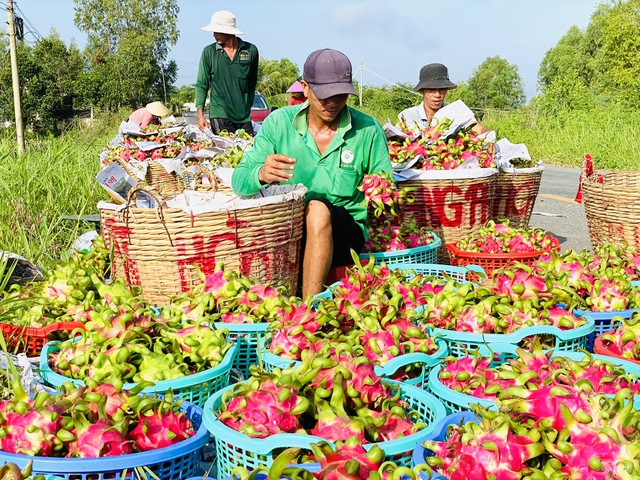 Thanh long nườm nượp sang Trung Quốc đón tết, giá tăng cao- Ảnh 1.