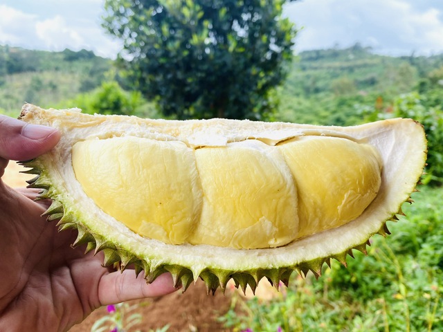 ‘Nhờ Việt Nam, nhiều người Trung Quốc được ăn sầu riêng’- Ảnh 1.