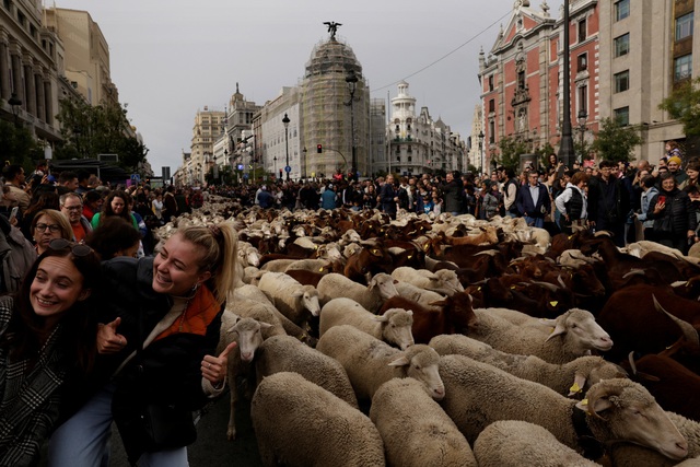 Cừu 'đổ bộ' đường phố Madrid - Ảnh 1.