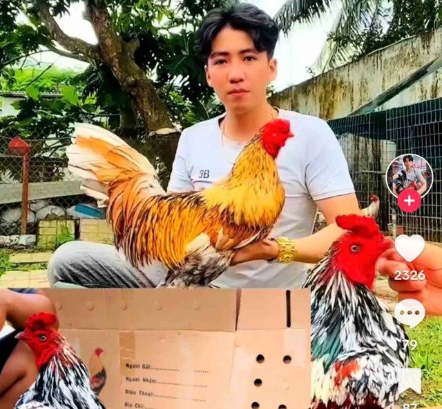 Kinh doanh thời đại số: Con gà, cá cảnh... lên livestream - Ảnh 2. Kinh doanh thời đại số: Con gà, cá cảnh... lên livestream - Ảnh 2.