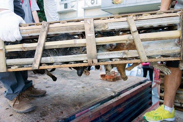 Giải cứu hơn 1.000 con mèo sắp bị giết mổ để làm giả thịt heo, cừu - Ảnh 1. Giải cứu hơn 1.000 con mèo sắp bị giết mổ để làm giả thịt heo,ảicứuhơnconmèosắpbịgiếtmổđểlàmgiảthịtheocừ<strong>tỉ lệ cược</strong> cừu - Ảnh 1.