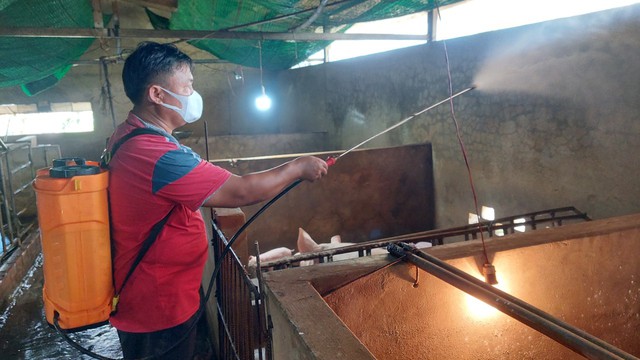 Long An: Tiêu hủy đàn heo ở Tân Hưng do dịch tả heo Châu Phi - Ảnh 2.