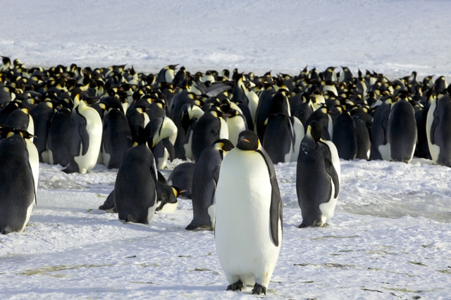 Cúm gia cầm lần đầu xuất hiện ở Nam Cực, đe dọa chim cánh cụt - Ảnh 1.