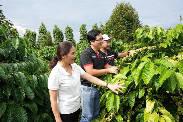 Các vườn cà phê tham gia chương trình NESCAFÉ Plan cho năng suất vượt trội, tiết giảm được lượng phân bón, nước tưới so với phương thức canh tác truyền thống