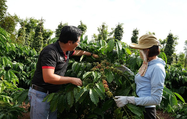 Cán bộ nông nghiệp Nestlé Việt Nam hướng dẫn phương pháp canh tác nông nghiệp tái sinh cho nông dân trồng cà phê tham gia chương trình NESCAFÉ Plan