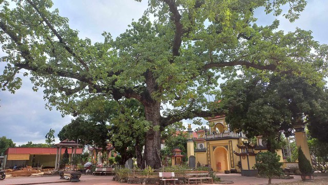‘Cụ gạo’ đền Mõ, cây di sản gần 750 năm gắn cuộc đời công chúa nhà Trần - Ảnh 3.