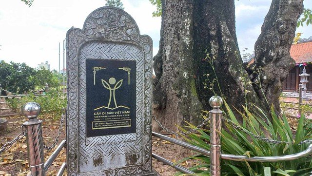 ‘Cụ gạo’ đền Mõ, cây di sản gần 750 năm gắn cuộc đời công chúa nhà Trần - Ảnh 4.
