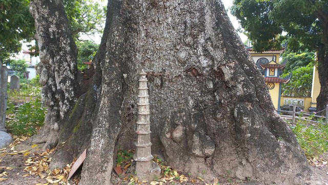 ‘Cụ gạo’ đền Mõ, cây di sản gần 750 năm gắn cuộc đời công chúa nhà Trần - Ảnh 5.