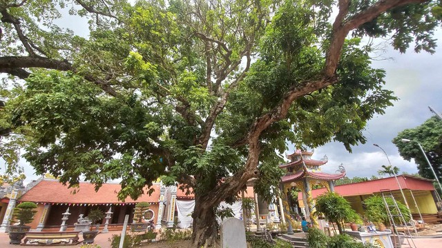 ‘Cụ gạo’ đền Mõ, cây di sản gần 750 năm gắn cuộc đời công chúa nhà Trần - Ảnh 6.